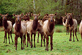 WLD 22 TL0007 01
Roosevelt Elk Herd Facing Camera Grass Trees
