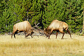 WLD 22 TL0009 01
Two Bull Elk Sparring In Field By Trees Rocky Mountains