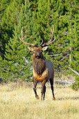 WLD 22 TL0010 01
Bull Elk Approaching In Field By Trees Rocky Mountains