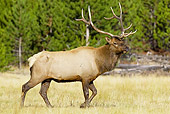 WLD 22 TL0011 01
Bull Elk Walking In Field By Trees Rocky Mountains