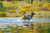 WLD 22 TL0012 01
Bull Elk Crossing River Autumn Rocky Mountains