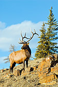 WLD 22 TL0013 01
Bull Elk Standing On Ridge By Trees Blue Sky Rocky Mountains