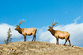 WLD 22 TL0014 01
Two Bull Elk Standing On Ridge By Trees Blue Sky Rocky Mountains