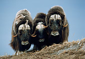 WLD 23 BA0001 01
Three Muskoxen Standing On Hill In Tundra