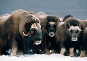 WLD 23 BA0002 01
Group Of Muskoxen Huddled Standing In Snow