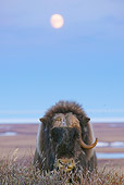 WLD 23 NE0001 01
Elderly Muskox Bull With One Horn Standing On Tundra Alaska