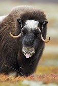 WLD 23 WF0001 01
Portrait Of Muskox Female With Tongue Sticking Out