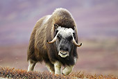WLD 23 WF0002 01
Muskox Female Walking Across Tundra In Autumn