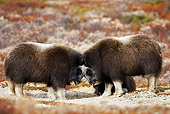 WLD 23 WF0003 01
Two Young Muskoxen Play Fighting In Tundra