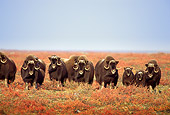 WLD 23 TL0001 01
Herd Of Muskox Standing In Field Shoulder-to-shoulder Facing Camera
