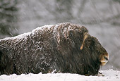 WLD 23 TL0002 01
Profile Of Muskox Laying On Ground In Snowstorm