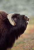 WLD 23 TL0003 01
Profile Head Shot Of Muskox Roaring