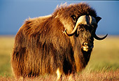 WLD 23 TL0004 01
Portrait Of Muskox Bull Standing In Field In Summer In Arctic National Wildlife Refuge