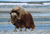 WLD 23 TL0005 01
Muskox Bull Standing On Rocky Plain Near Water In Arctic National Wildlife Refuge
