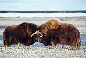 WLD 23 TL0006 01
Two Muskox Bulls Butting Heads On Rocky Plain Near Water In Arctic National Wildlife Refuge