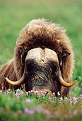 WLD 23 TL0007 01
Head Shot Of Muskox Bull Laying In Flowers In Arctic National Wildlife Refuge