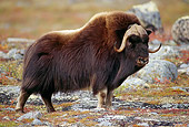 WLD 23 TL0008 01
Muskox Bull Standing On Rocky Plain In Autumn