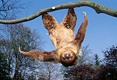 WLD 24 GL0001 01
Two-Toed Sloth Hanging Upside-Down From Tree Branch