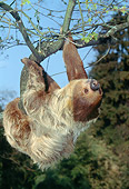 WLD 24 GL0002 01
Two-Toed Sloth Hanging Upside-Down From Tree Branch