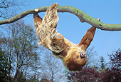WLD 24 GL0003 01
Sloth Hanging Upside-Down From Branch