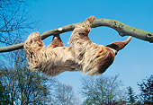 WLD 24 GL0004 01
Linnaeus's Two-Toed Sloth Crawling Upside-Down On Branch