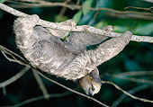 WLD 24 MH0001 01
Two-Toed Sloth Climbing Along Branch South America