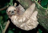 WLD 24 MH0002 01
Two-Toed Sloth Climbing Along Branch South America