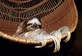WLD 24 WF0001 01
Brown-Throated Sloth Resting In Wicker Chair Costa Rica