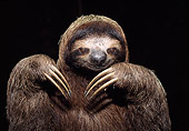 WLD 24 WF0002 01
Close-Up Of Brown-Throated Sloth In Studio