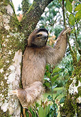 WLD 24 WF0003 01
Brown-Throated Sloth Climbing In Tree