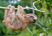 WLD 24 WF0004 01
Young Brown-Throated Sloth Hanging From Tree Branch