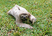 WLD 24 WF0005 01
Young Brown-Throated Sloth Crawling On Grass