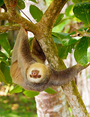 WLD 24 JZ0001 01
Two-Toed Sloth Climbing Upside-Down On Tree Branch Costa Rica