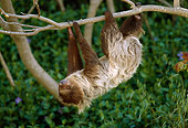 WLD 24 TL0001 01
Two-Toed Sloth Climbing Upside-Down On Tree Branch