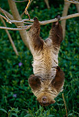 WLD 24 TL0002 01
Two-Toed Sloth Climbing Upside-Down On Tree Branch