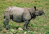 WLD 25 TL0001 01
Profile Of Indian Rhinoceros Standing On Grass