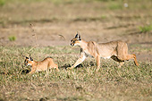 WLD 26 MC0001 01
Caracal With Young Walking Across Grassland In Masai Mara Game Reserve, Kenya