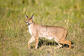 WLD 26 MC0002 01
Caracal Walking In Grass In Masai Mara Game Reserve, Kenya