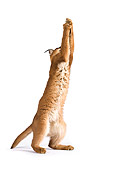 WLD 26 MH0001 01
Caracal Jumping Up On White Seamless