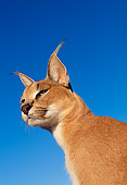 WLD 26 MH0002 01
Head Shot Of Caracal Blue Sky Africa