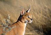 WLD 26 MH0003 01
Close-Up Of Caracal Standing On Savanna Africa