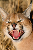 WLD 26 MH0004 01
Head Shot Of Caracal Standing On Savanna Baring Teeth
