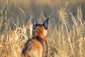 WLD 26 MH0005 01
Back View Of Caracal Standing On Savanna Africa