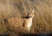 WLD 26 MH0006 01
Caracal Standing On Savanna Africa Profile