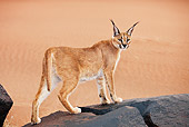 WLD 26 MH0007 01
Caracal Standing On Rock Namibia