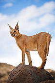 WLD 26 MH0008 01
Caracal Standing On Rock Namibia