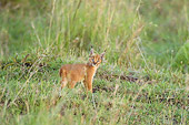 WLD 26 NE0001 01
Caracal Kitten Standing On Savanna Kenya