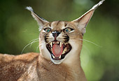 WLD 26 TK0001 01
Head Shot Of Caracal Snarling