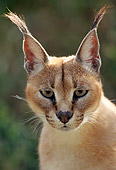 WLD 26 TK0002 01
Head Shot Of Caracal