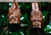 WLD 27 BA0001 01
Two Wahlberg's Epauletted Fruit Bats Hanging From Branch